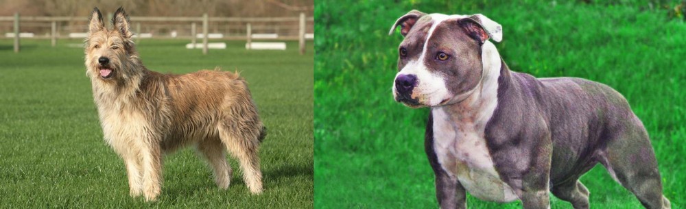 Irish Staffordshire Bull Terrier vs Berger Picard - Breed Comparison