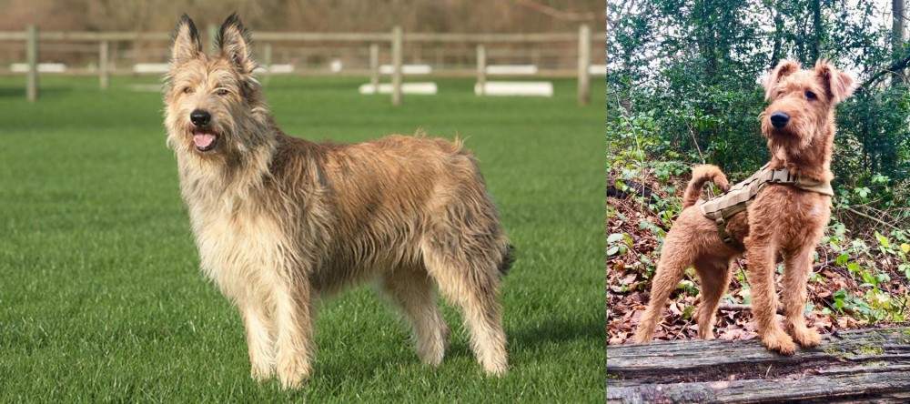 Irish Terrier vs Berger Picard - Breed Comparison