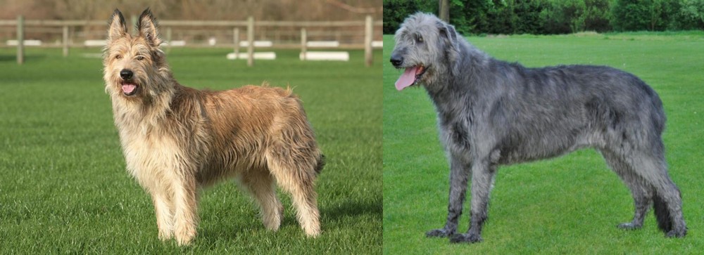 Irish Wolfhound vs Berger Picard - Breed Comparison
