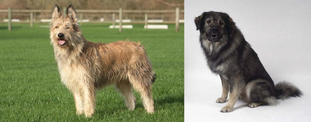 Istrian Sheepdog vs Berger Picard - Breed Comparison