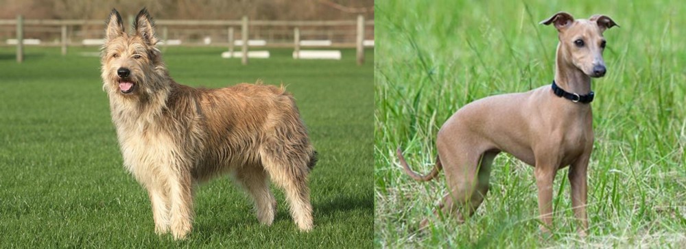Italian Greyhound vs Berger Picard - Breed Comparison