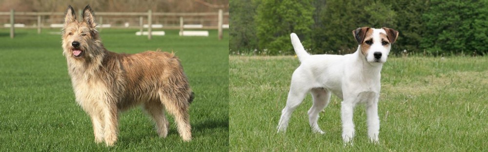 Jack Russell Terrier vs Berger Picard - Breed Comparison