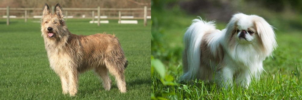 Japanese Chin vs Berger Picard - Breed Comparison