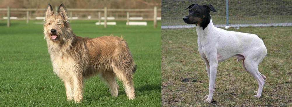 Japanese Terrier vs Berger Picard - Breed Comparison