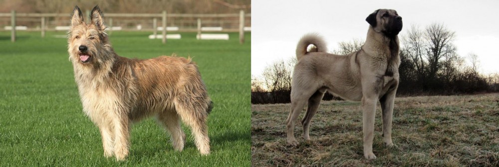 Kangal Dog vs Berger Picard - Breed Comparison
