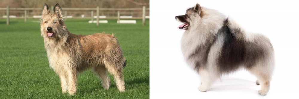 Keeshond vs Berger Picard - Breed Comparison