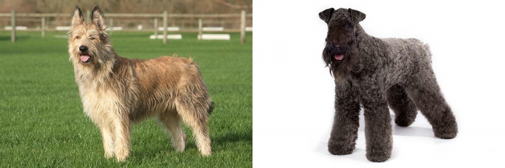 Kerry Blue Terrier vs Berger Picard - Breed Comparison