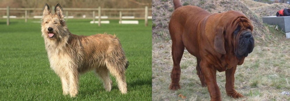 Korean Mastiff vs Berger Picard - Breed Comparison