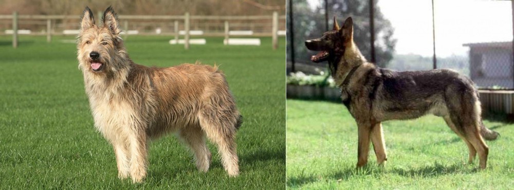 Kunming Dog vs Berger Picard - Breed Comparison