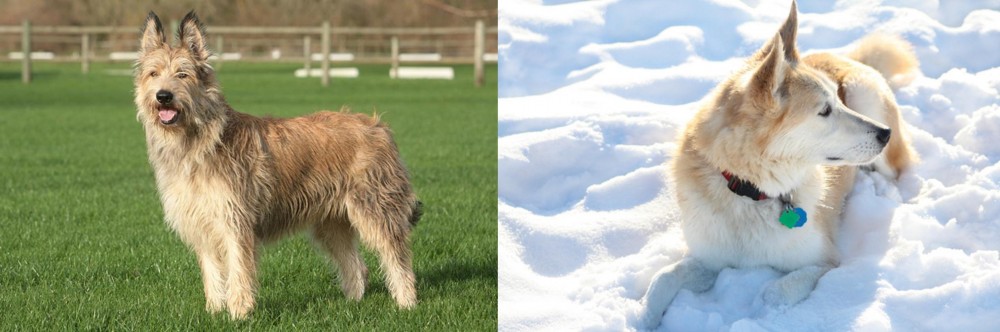 Labrador Husky vs Berger Picard - Breed Comparison