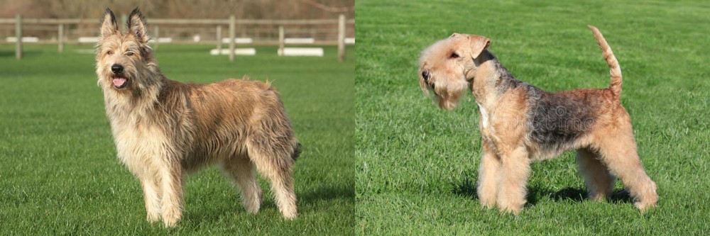 Lakeland Terrier vs Berger Picard - Breed Comparison
