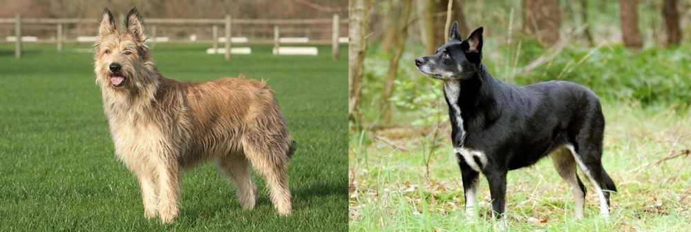 Lapponian Herder vs Berger Picard - Breed Comparison