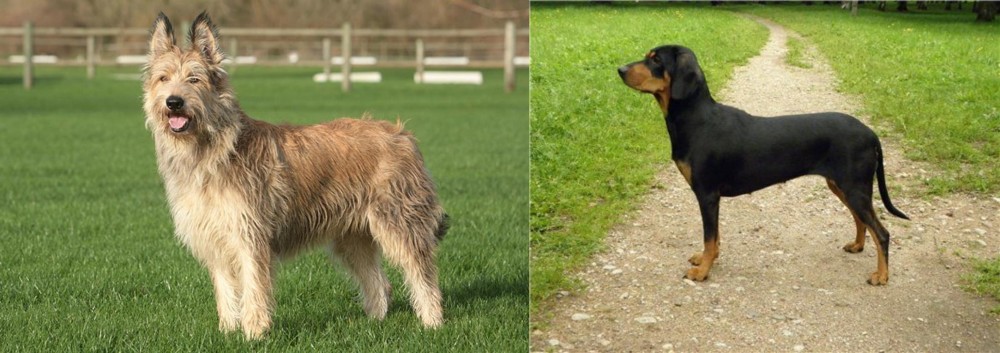 Latvian Hound vs Berger Picard - Breed Comparison