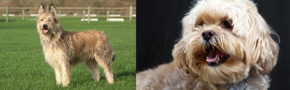 Lhasapoo vs Berger Picard - Breed Comparison
