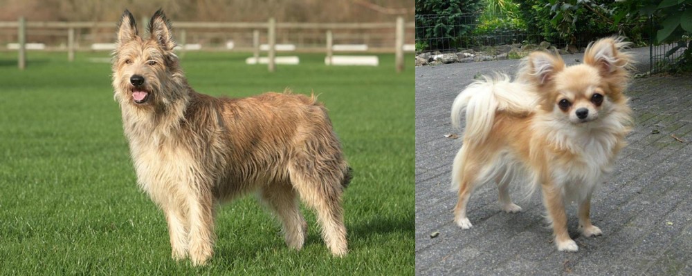 Long Haired Chihuahua vs Berger Picard - Breed Comparison