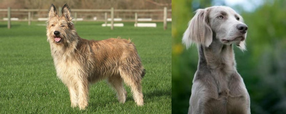 Longhaired Weimaraner vs Berger Picard - Breed Comparison