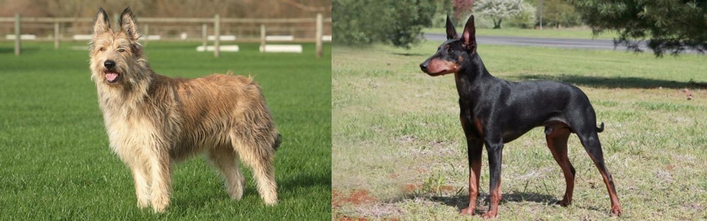 Manchester Terrier vs Berger Picard - Breed Comparison