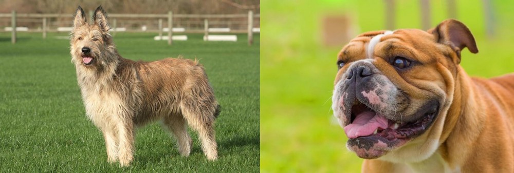 Miniature English Bulldog vs Berger Picard - Breed Comparison