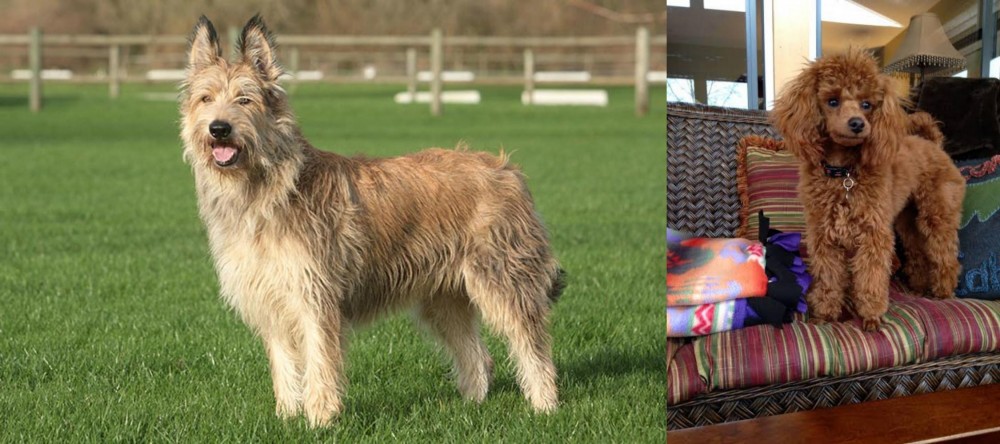 Miniature Poodle vs Berger Picard - Breed Comparison