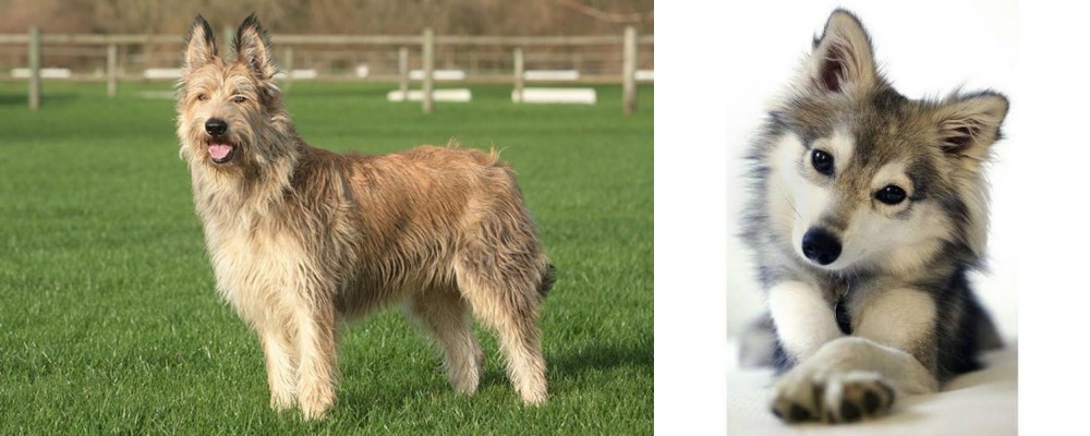 Miniature Siberian Husky vs Berger Picard - Breed Comparison