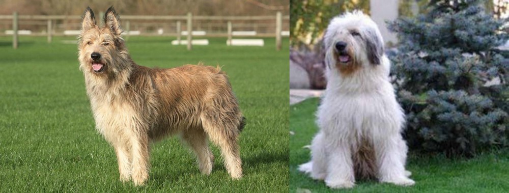 Mioritic Sheepdog vs Berger Picard - Breed Comparison
