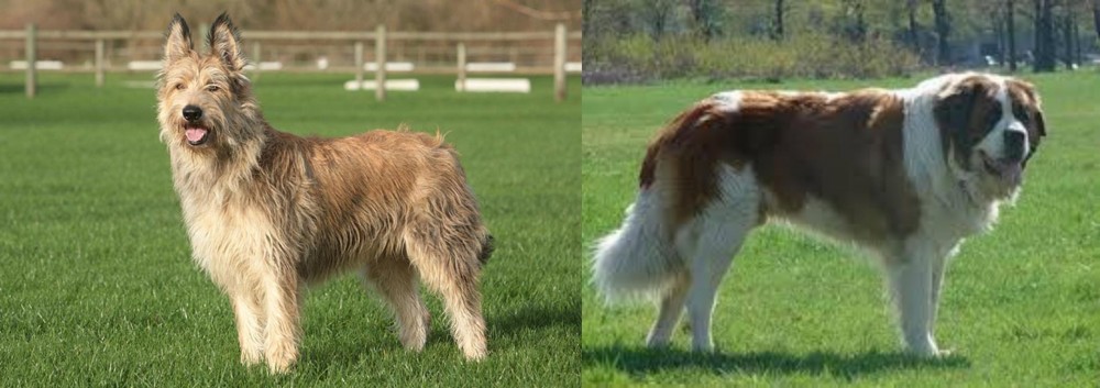 Moscow Watchdog vs Berger Picard - Breed Comparison