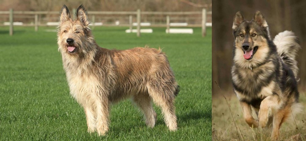 Native American Indian Dog vs Berger Picard - Breed Comparison