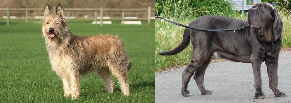 Neapolitan Mastiff vs Berger Picard - Breed Comparison