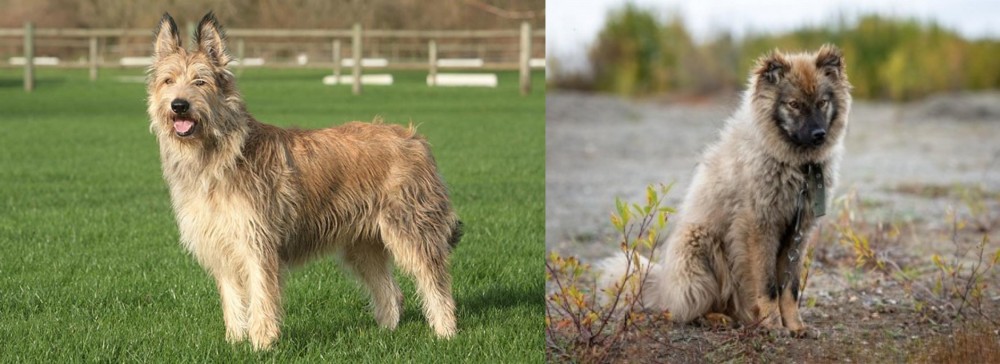 Nenets Herding Laika vs Berger Picard - Breed Comparison