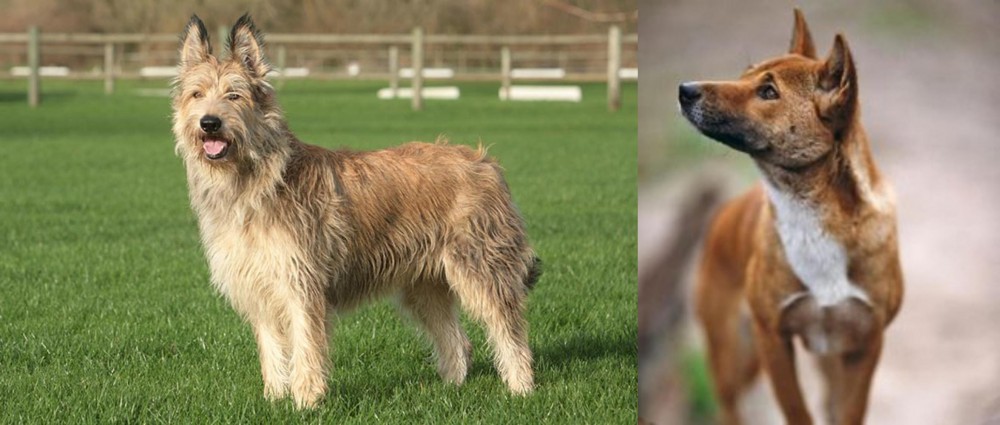 New Guinea Singing Dog vs Berger Picard - Breed Comparison