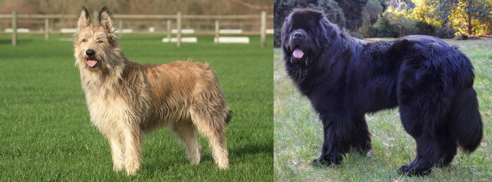 Newfoundland Dog vs Berger Picard - Breed Comparison