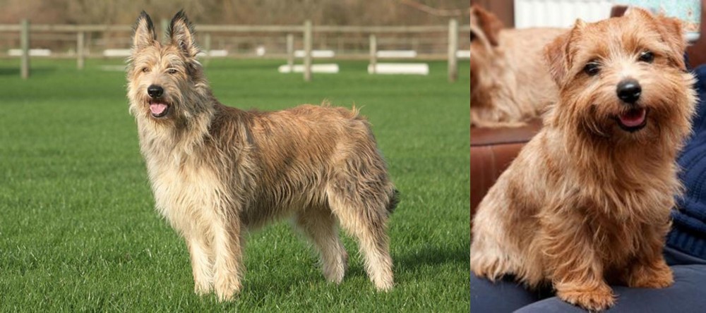 Norfolk Terrier vs Berger Picard - Breed Comparison