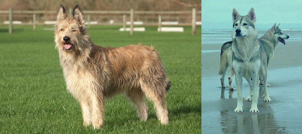 Northern Inuit Dog vs Berger Picard - Breed Comparison