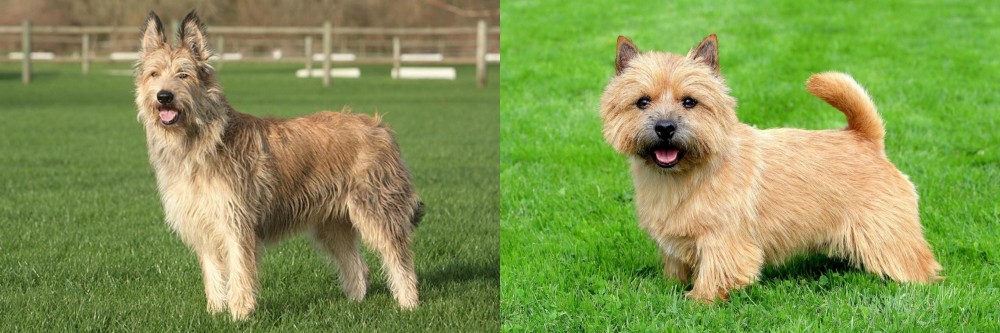 Norwich Terrier vs Berger Picard - Breed Comparison