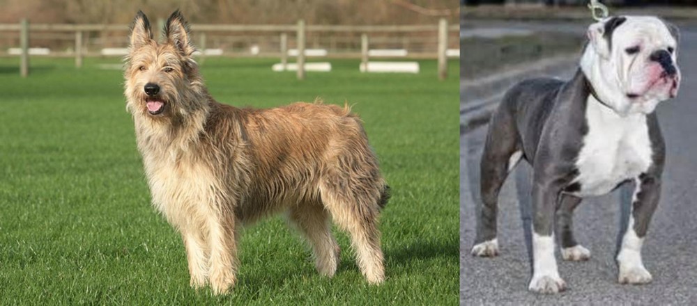 Old English Bulldog vs Berger Picard - Breed Comparison
