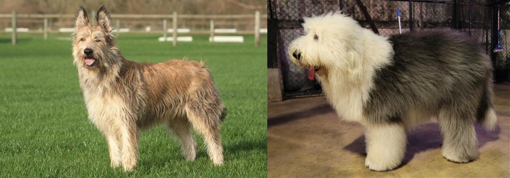 Old English Sheepdog vs Berger Picard - Breed Comparison