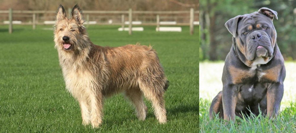 Olde English Bulldogge vs Berger Picard - Breed Comparison