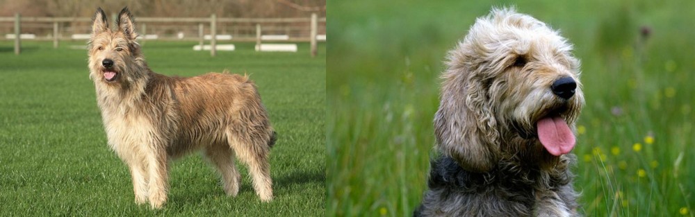 Otterhound vs Berger Picard - Breed Comparison