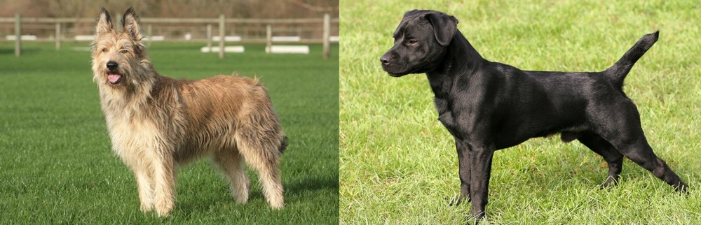 Patterdale Terrier vs Berger Picard - Breed Comparison
