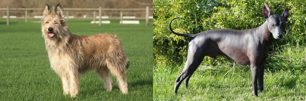 Peruvian Hairless vs Berger Picard - Breed Comparison