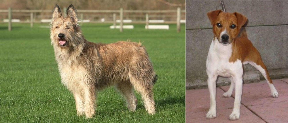 Plummer Terrier vs Berger Picard - Breed Comparison