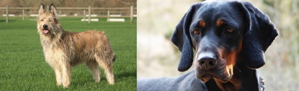 Polish Hunting Dog vs Berger Picard - Breed Comparison