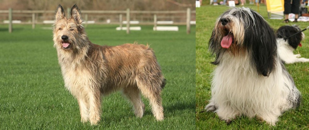 Polish Lowland Sheepdog vs Berger Picard - Breed Comparison