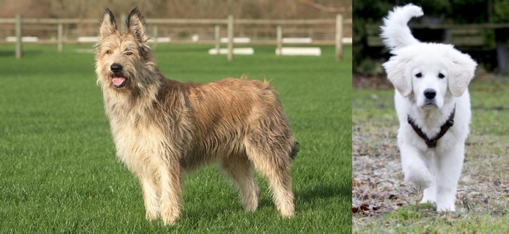 Polish Tatra Sheepdog vs Berger Picard - Breed Comparison