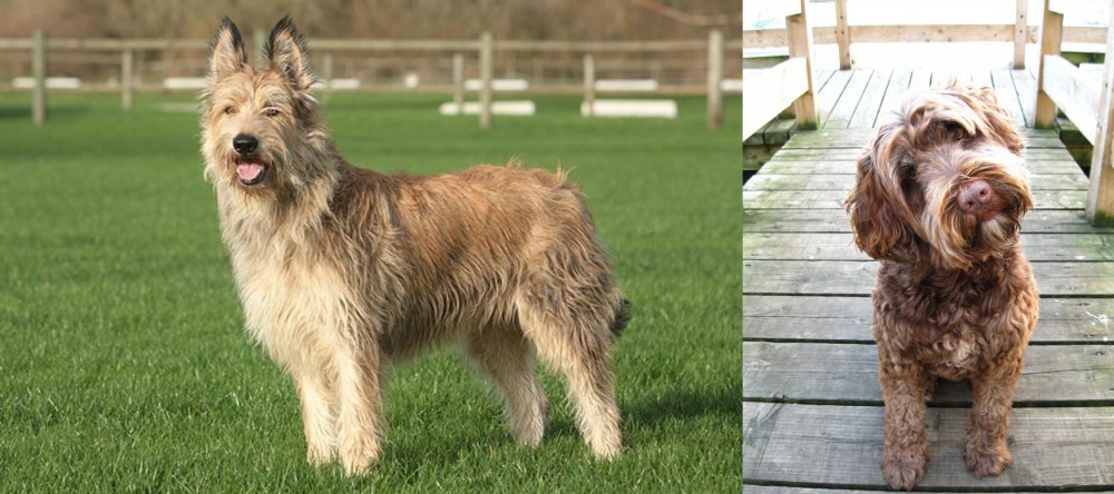 Portuguese Water Dog vs Berger Picard - Breed Comparison