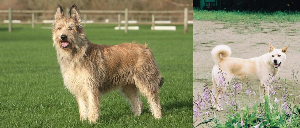 Pungsan Dog vs Berger Picard - Breed Comparison
