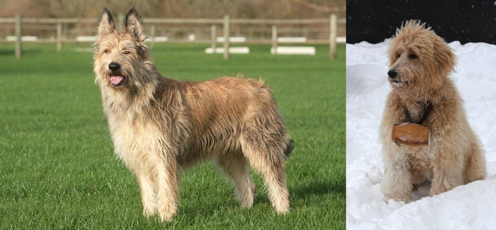 Pyredoodle vs Berger Picard - Breed Comparison