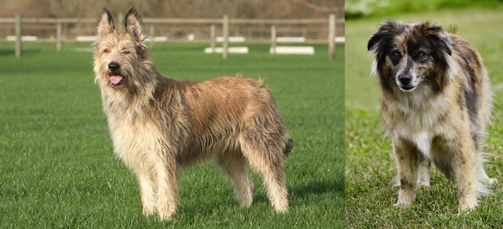 Pyrenean Shepherd vs Berger Picard - Breed Comparison