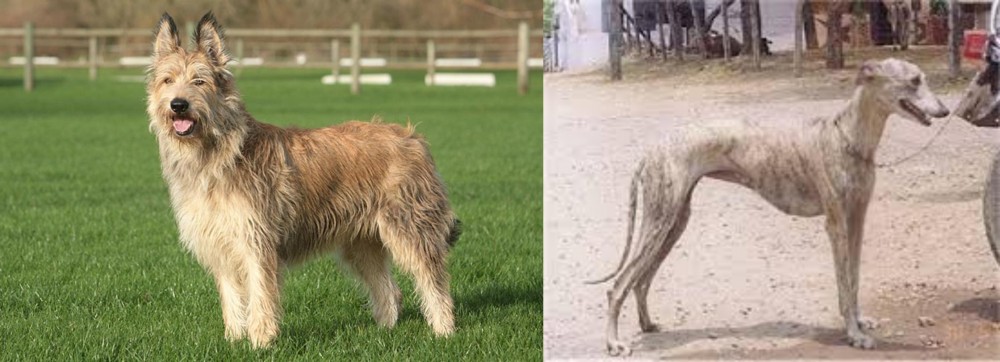 Rampur Greyhound vs Berger Picard - Breed Comparison
