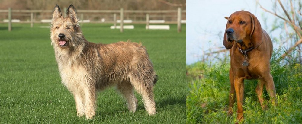 Redbone Coonhound vs Berger Picard - Breed Comparison